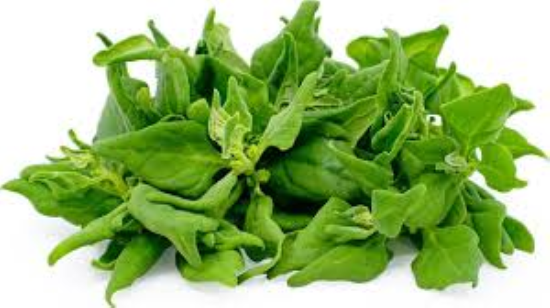 FRESH NEWZELAND SPINACH